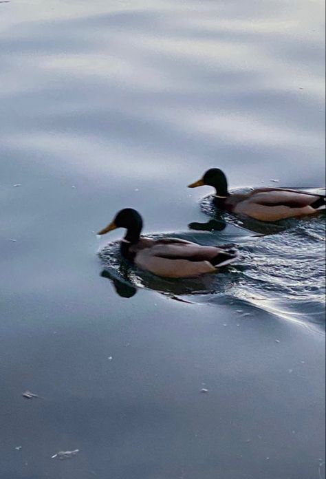 Duck Pond Aesthetic, Ducks Aesthetic, Duck Aesthetic, Male Duck, Duck In Water, Wild Ducks, Aesthetic Rain, Characters Aesthetic, Wild Duck