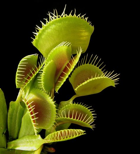 Venus Flytrap by Todd Boland Insect Eating Plants, Insectivorous Plant, Trap Art, Venus Flytrap, Weird Plants, Fly Traps, Venus Fly Trap, Plant Aesthetic, Carnivorous Plants