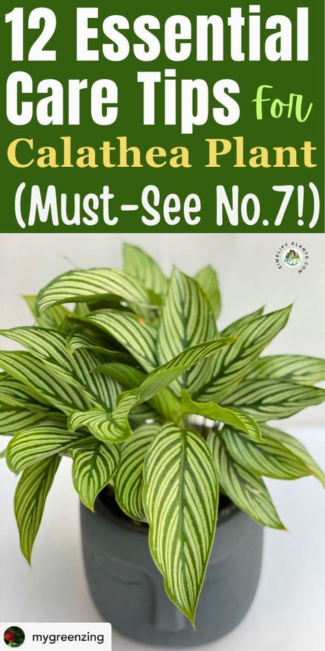 "Discover essential care tips for your Calathea Plant with our guide, ""12 
Care Tips For Calathea Plant (Don't Miss No.7)"" at Simplify Plants. Learn 
how to maintain vibrant Calathea varieties and ensure your indoor plant 
thrives. From watering to humidity, our Calathea plant care tips cover 
everything you need for effective prayer plant care. Don’t miss out on key 
insights for how to care for your Calathea plant and keep your house plant 
healthy and beautiful! Prayer Plant Care, Calathea Plant, Effective Prayer, Prayer Plant, Led Grow, Indoor Plant Care, Low Light Plants, Plant Aesthetic, Prayer Room