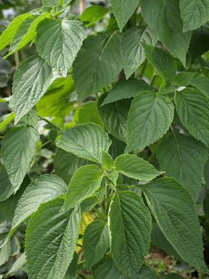 Raw Edible Plants: Chia (Salvia hispanica) Chia Seed Plant, Chia Plant, Off Grid Homestead, Salvia Hispanica, Medicinal Garden, Permaculture Design, Good Feeling, Food Vegan, Edible Plants