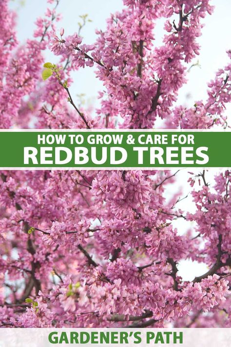 Spring is such a colorful time of year, and one of the most vibrant contributors is the glorious redbud tree. These can put on a big, bright, flowery show with little effort on your part. Learn more about growing these sturdy, beautiful harbingers of spring now on Gardener's Path. #redbudtree #gardening #gardenerspath Eastern Redbud Tree Front Yards, Redbud Tree Landscaping, Eastern Redbud Tree, Redbud Trees, Island Garden, Yard Plants, Eastern Redbud, Plant Store, Plant Tips