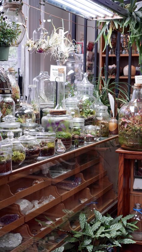 Roosevelt's Terrariums: Terrarium heaven! Terrarium Bar, Victorian Terrariums, Terrarium Shop, Museum Display Cases, Own Business Ideas, Dream Mansion, Museum Displays, Plant Aesthetic, Glass Lantern