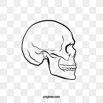 side,element,skull,vectors,simple,line,human skeleton,black,skull vector,line vector,black vector Skeleton Side Profile, Side Skeleton, Skull Line Art, Skull Stencils, Skull Reference, Simple Skull, Skull Stencil, Skull Sketch, Skull Png