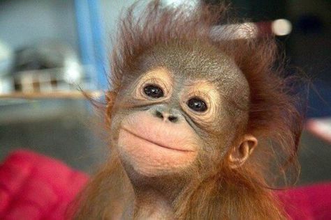 53 Funny Monkey Pictures That Prove Monkeys Are Just Little Babies Funny Monkey Pictures, Funny Faces Pictures, Smiling Animals, Baby Orangutan, طابع بريدي, Monkey Pictures, Cute Animal Illustration, Monkeys Funny, Cute Dogs And Puppies