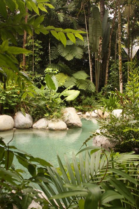 Luomi Tropical Pools, Bio Pool, Natural Swimming Ponds, Lagoon Pool, Tropical Backyard, Swimming Pond, Pond Landscaping, Natural Swimming Pools, Tropical Pool