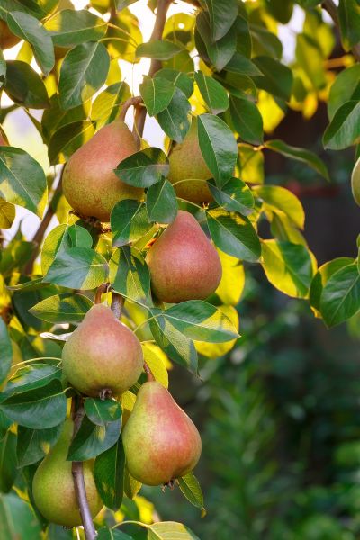 Pear – Tree Spirit Wisdom Fruit Background, Pear Fruit, Pear Wood, Pear Trees, Fruit Photography, Pear Tree, Oita, Garden Photography, Autumn Scenery