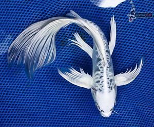 11 5" Doitsu Gin Matsuba Butterfly Fin Live Koi Fish Pond Garden NDK HK5 Karp Koi, Butterfly Koi, Fish Fin, Fish Pond Gardens, Koi Painting, Fish Garden, Pond Garden, Blue Koi, Pretty Fish