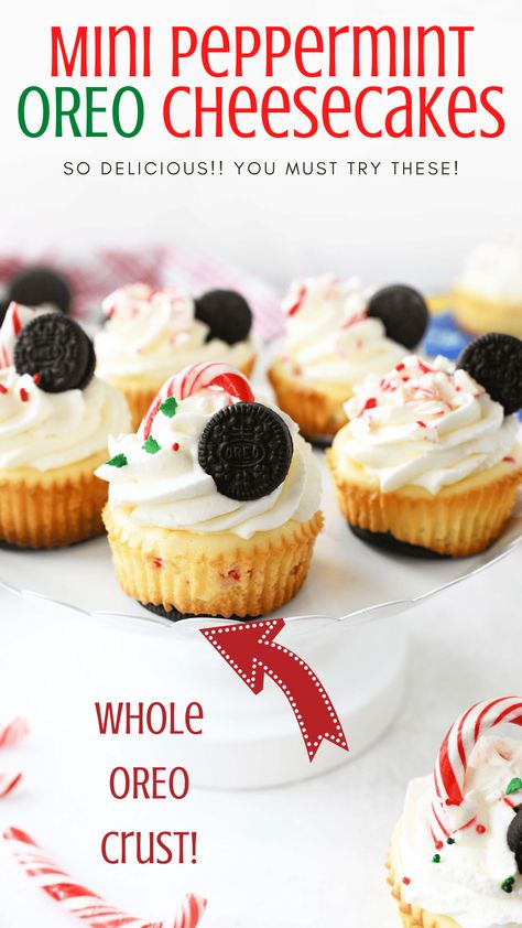 Peppermint Mini Cheesecakes, Peppermint Cheesecake Bites, Mini Peppermint Cheesecake, Christmas Cheesecake Bites, Peppermint Desserts, Christmas Cheesecake Recipes, Dessert Ad, Oreo Cheesecake Bites, Mini Oreo Cheesecake