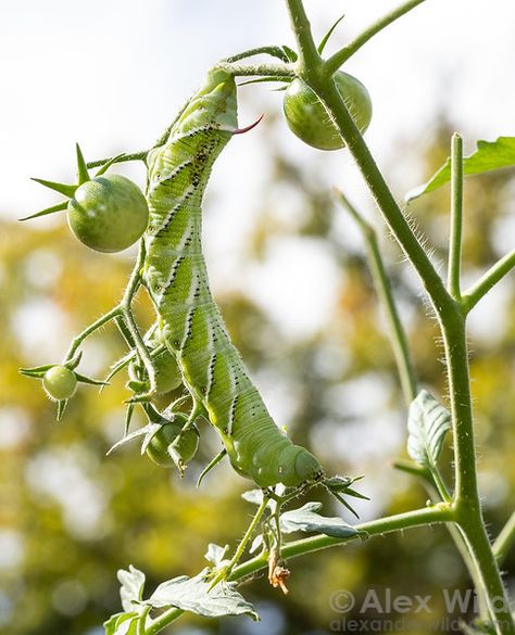 Plant and Garden Pests - Alex Wild Photography Tomato Hornworm, Wild Photography, Garden Pests, Texas Usa, Austin Texas, Cherry Tomatoes, Tomatoes, Insects, Austin