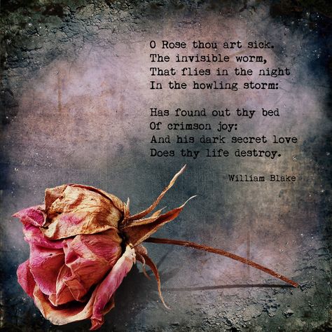 William Blake - The Sick Rose The Sick Rose, Rose Poems, The Howling, William Blake, Dark Star, Secret Love, Magpie, Poetry, Collage