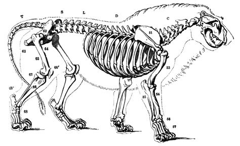 Lion Skeleton Bones Diagram, Lion Skeleton, Lion Anatomy, Skeletal Anatomy, Full Skeleton, Skeleton Clipart, The Magicians Nephew, Head Anatomy, Cat Skeleton