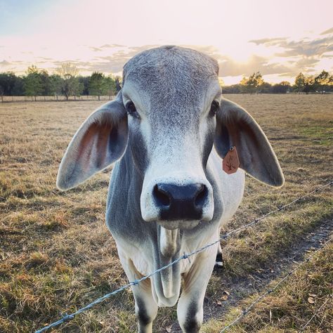 Lake Stacy #cow #calf #bull #cattle #brahman #florida #southern #ranch #farm #lakestacy Brama Cows, Brahman Cow Drawing, Brahma Cow, Brahman Cattle Art, Brahman Cow, Brahman Cattle, Brahman Cattle Photography, Feeding Cows Aesthetic, Hereford Cattle