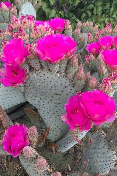 A distinctive cactus species with flat, paddle-shaped stems and vibrant pink to purple flowers. Plant lovers appreciate the Beavertail Cactus for its unique appearance, drought tolerance, and suitability for arid and desert landscapes. Dive into our comprehensive article to unravel the secrets of cultivating and caring for Opuntia basilaris, exploring everything from its natural habitat to expert tips on promoting optimal growth and blooming. Photo Credit: @sheriff_woody_pct Opuntia Basilaris, Paddle Cactus, Cactus Gardens, Cactus Care, Rock Gardens, Rabbits, Purple Flowers, Cactus