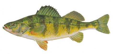 yellow perch - Fish I've caught in 2015 Perch Fish, Fish Reference, Yellow Perch, Fish Paintings, Fish Images, Channel Catfish, Fish Ideas, Aquaponics Fish, Perch Fishing