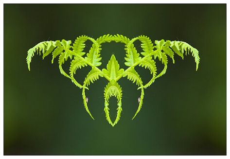 Bilateral symmetry in ferns by Robert Berdan © Bilateral Symmetry, Symmetry Photography, Photography Mirror, Symmetrical Balance, Canadian Nature, Rock Flowers, Symmetry Art, Nature Photographer, Art And Photography