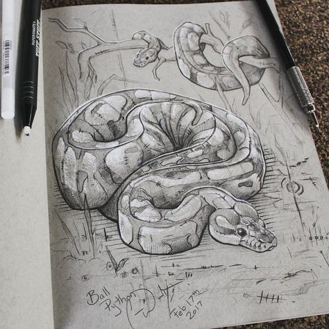 Kirk And Spock, Snake Drawing, Ball Pythons, Animal Drawings Sketches, Snake Art, Art Drawings Sketches Creative, Pencil Art Drawings, Ink Sketch, Animal Sketches