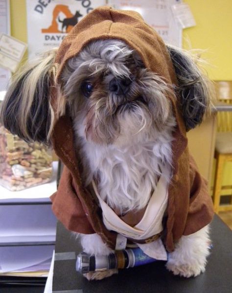 Luke as an Ewok 2010 Halloween.  Build a Bear outfit Dog Chewbacca Costume Diy, Chewbacca Dog, Chewbacca Costume, Ewok Costume, Build A Bear Outfits, Dog Halloween Costumes, Build A Bear, Dog Halloween, Diy Costumes