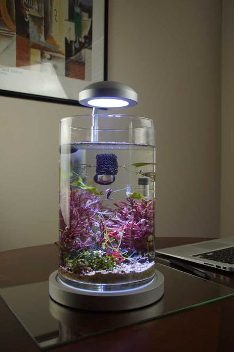 Klein Aquarium, Aesthetic Fishing, Seahorse Aquarium, Seahorse Tank, Fish Tank Ideas, Fish Aesthetic, Fish Tank Themes, Small Fish Tanks, Sea Monkeys