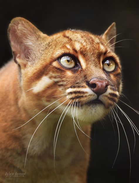 Female Asian Golden Cat "Myo Tho". She came to Munster from Belfast, however she was born in Wuppertal in 2008. | Photographer Sylwia Szerszen Asian Golden Cat, Endangered Animals Project, Asian Animals, Wild Cat Species, Asian Cat, Golden Cat, Small Wild Cats, Animal Poses, Cat Anatomy