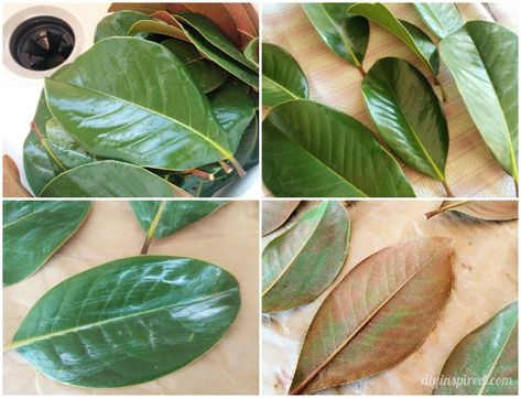 How to Preserve Magnolia Leaves How To Preserve Magnolia Leaves With Glycerin, Preserving Magnolia Leaves With Glycerin, How To Dry Leaves For Decoration, How To Preserve Leaves With Glycerin, How To Preserve Leaves With Mod Podge, How To Dry Greenery, Fresh Magnolia Wreath Diy, How To Dry Magnolia Leaves, Preserve Leaves With Glycerin