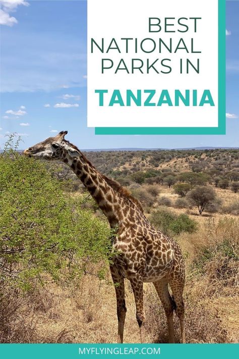 A trip to Tanzania isn't complete without visiting at least one of the national parks. The national parks are also the best place to see wildlife including giraffes and lions! What to do | Where to stay | Where to eat #tanzania #tanzanianationalparks #visittanzania #tanzaniatourism #serengeti #tarangire #kilimanjaro Travelling Africa, Uganda Safari, Tanzania National Parks, Safari Activities, Mount Meru, Arusha Tanzania, Tanzania Travel, Tanzania Africa, Travel Africa