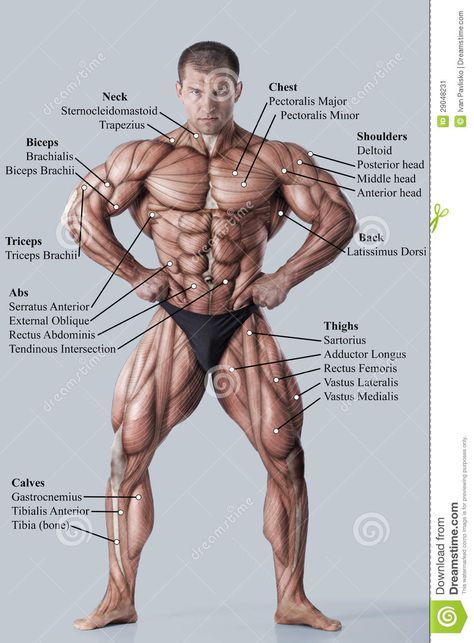 Photo about Anatomy of male muscular system - anterior view - full body. Image of didactic, abdominus, fascia - 29048231 Body Muscle Anatomy, Human Muscle Anatomy, Man Anatomy, Human Body Anatomy, Anatomy Tutorial, Muscular System, Muscle Anatomy, Human Anatomy Drawing, Human Anatomy Art