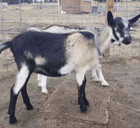 Alpine Goat - Milk, Meat, and More for Your Homestead Alpine Goats Dairy, Alpine Goats, Keeping Goats, Feeding Goats, Goat Herding, Livestock Guardian, Goat Meat, Dairy Goats, Rural Living