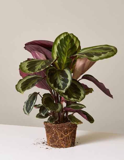 How to care for your Calathea Medallion (prayer plant). Low Maintenance Indoor Plants, Ficus Pumila, Indoor Vegetables, Calathea Plant, Indoor Vegetable Gardening, Prayer Plant, Plants Nature, Best Indoor Plants, Gardening 101