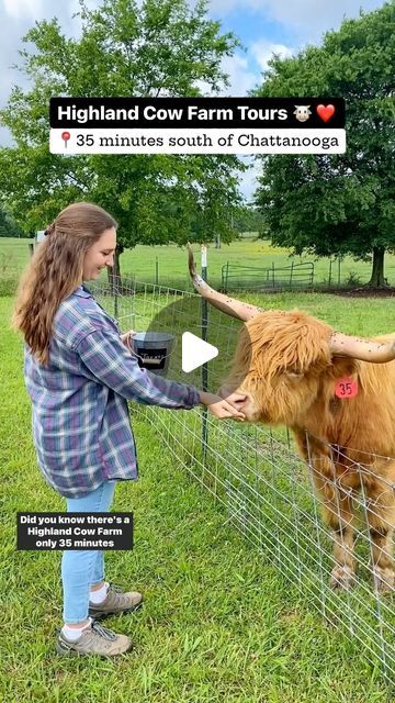 Hope • Chattanooga Hiking Tour Guide on Instagram: "Highland cow farm near Chattanooga 🐮🥰 READ BELOW FOR DETAILS 📌

📍 @blessingcreekfarmsandhighlands is located in Lafayette, Georgia. It’s about a ~35 minute drive south of Chattanooga & the closest highland cow farm in the area! We got to visit this adorable farm thanks to @walkerrocksga ❤️ #hosted

‼️ Farm tours are by appointment only! You can inquire by sending them a message on their Facebook page: Blessing Creek Farms.

**If you’re the first or last farm tour of the day, you can bottle feed the baby goats & baby cows as shown in this video. Ask the owners about it when you inquire!** 🍼

On the farm tour, you can feed & pet several animals including varieties of goats, sheep, highland cows, a pig, and great pyrenees dogs 🐑🐐

DET Cow Farm Ideas, Ellijay Georgia, North Alabama, Great Pyrenees Dog, Baby Highland Cow, Rv Road Trip, Cow Farm, Highland Cows