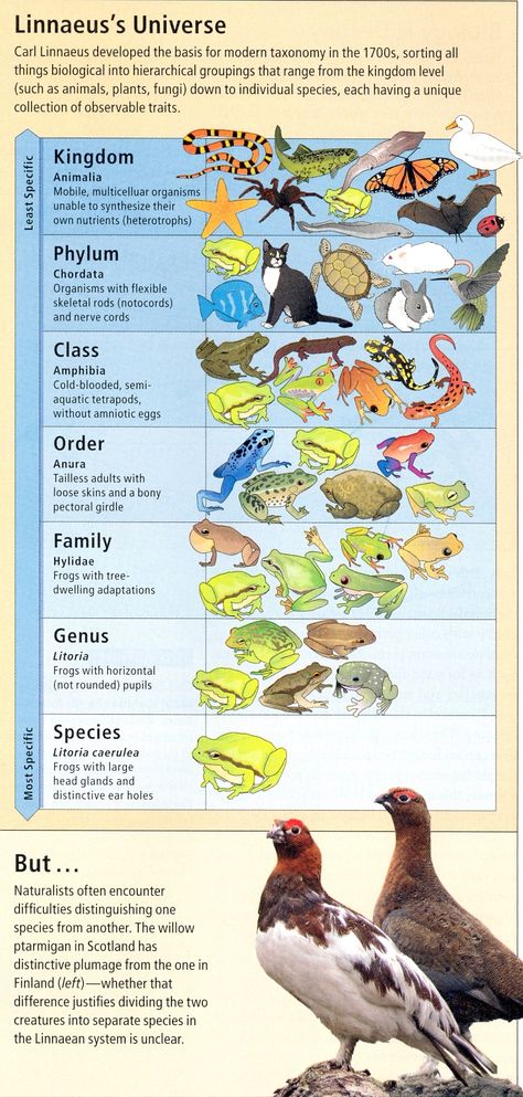 Carl Linnaeus developed modern species sorting Carl Linnaeus, Living Things, Anthropology, Social Studies, Authors, Animals, Quick Saves