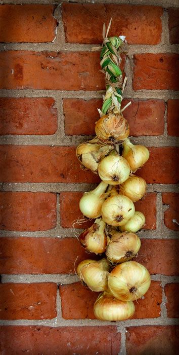 How to Braid Garlic (or Onions)Photo & Video tutorial via @artofdoingstuff Braid Garlic, Braiding Garlic, Grow Onions, How To Braid, Garlic Clove, Cold Storage, Garden Stuff, Bed Ideas, Veggie Garden