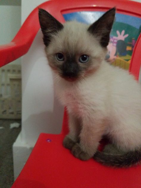 Siamese kittens ohio, sandusky. #281852 Available now purebred siamese kittens. Home raised with small children and other animals, both parents on premises, f.. Siamese Cats For Sale, Tonkinese Kittens, Cat Breeds Siamese, Siamese Kitten, Tonkinese, Cat Shedding, Siamese Kittens, Cats For Sale, Cat Facts