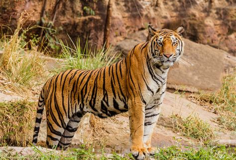 An Indian tiger in the wild. Royal, Bengal tiger | by derrickbrutel Tiger Conservation, Ikan Air Tawar, Tiger Images, Cat Species, Tiger Pictures, Wild Tiger, Siberian Tiger, Pet Tiger, Bengal Tiger