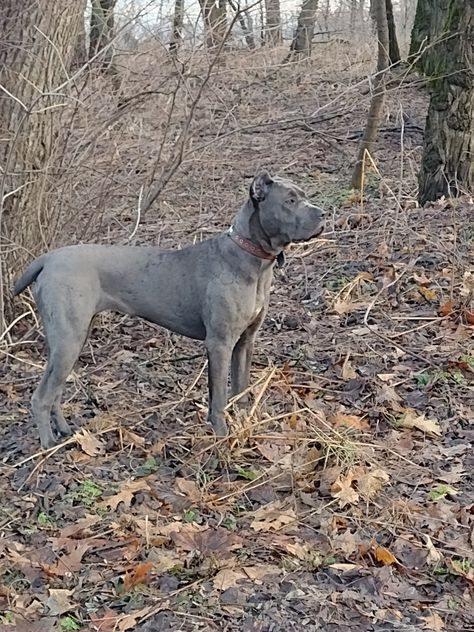 Gray Cane Corso, Cane Corso, Collage, Dogs, Lace, Animals, Pins, Quick Saves