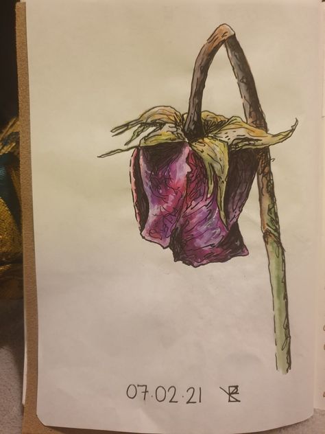 Wilted Flower Painting, Flowers Gcse Art, Growth And Decay Art, Dead Flower Drawing, Pencil Colour Drawing Flower, Wilted Rose, Advanced Higher Art, Ap Studio Art, Flower Sketches