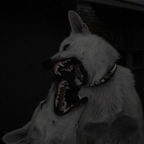 Scary Wolf Aesthetic, Growling Dog Aesthetic, Star Flesh, Emo Dog, Starflesh Core, Dark Aesthic, Canine Poetry, Dog Poetry, Teeth Aesthetic