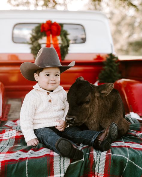 Cow Christmas Photoshoot, Christmas On The Farm Pictures, Cowboy Christmas Photoshoot, Christmas Barn Photo Session, Photography Sets, Christmas Mini Shoot, Infant Photos, Christmas Baby Pictures, Cow Photos