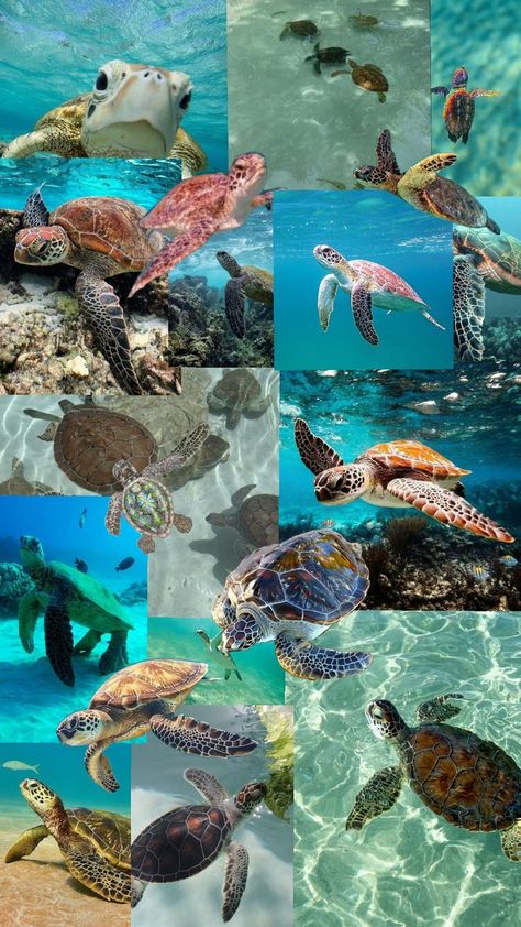 Oceanography Marine Biology, Sea Turtle Pictures, Beachy Aesthetic, Marine Biologist, Ocean Pictures, Oceanography, Marine Biology, Beautiful Ocean, Marine Animals