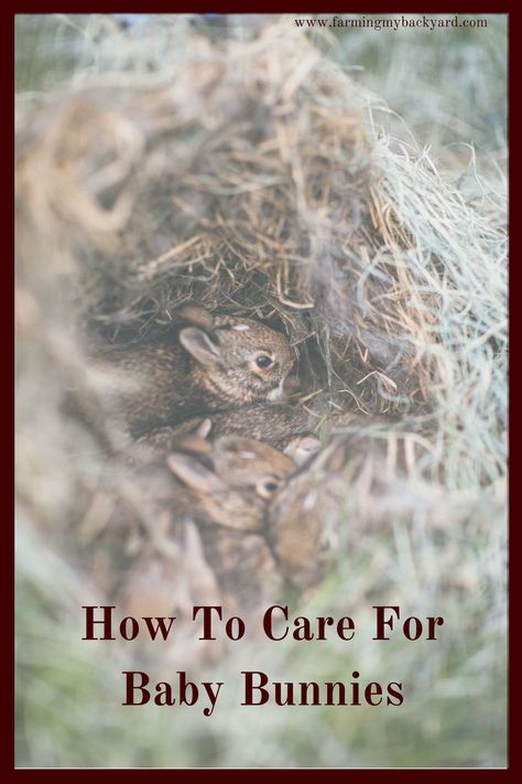 How To Care For Baby Bunnies - Farming My Backyard Meat Rabbits Breeds, Raising Rabbits For Meat, Meat Rabbits, Raising Rabbits, Newborn Baby Care, Bunny Care, Homestead Farm, Rabbit Cage, Bun Bun