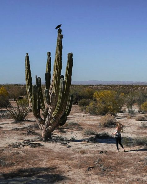 Visiting Valle de los Gigantes in San Felipe, Baja California - This Rare Earth San Felipe Baja California, Tall Cactus, Desert Area, Living In Arizona, Atv Tour, Desert Sun, Baja California Sur, California Travel Road Trips, Sonoran Desert