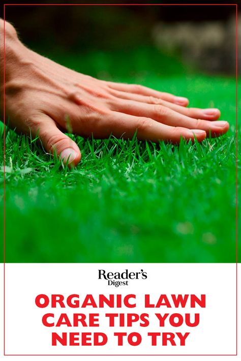 This is the year to go au naturel—with your lawn care! It'll take a little work and patience, but you can ditch the chemicals and still have healthy green grass. Here are seven organic lawn care tips from the pros to help you make the switch. Organic Lawn Fertilizer, Organic Lawn Care, Lawn Care Business, Lawn Fertilizer, Aerate Lawn, Diy Lawn, Lawn Care Tips, Lawn Service, Landscape Maintenance