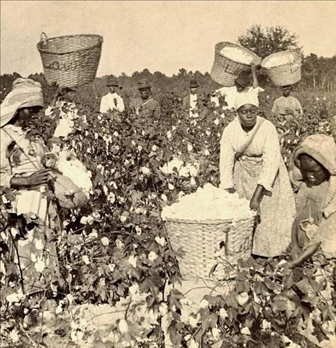 African American Slaves Work In The Southern Cotton Fields Wilde Westen, Cotton Fields, By Any Means Necessary, African People, African Diaspora, Jackson Pollock, African History, African American History, African American Women