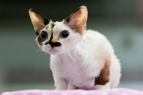 Curly Cat, Devon Rex Cat, Devon Rex Cats, Ugly Cat, Rex Cat, Devon Rex, Cat Breed, Cats Breeds, Pretty Animals