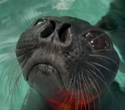 Baikal Seal, Fandom Funny, Adorable Pets, Sausages, Animal Planet, Seals, Cute Animals, Funny, Water