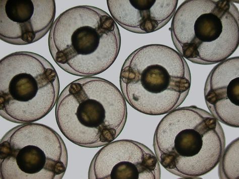 Each of these spheres is a developing sea mullet (Mugil cephalus) embryo. Nikon Small World, Microscopic Photography, Microscopic Images, Electron Microscope, Things Under A Microscope, Photography Contests, Plant Lighting, Carnivorous Plants, World Photography