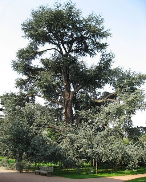 Cedrus atlantica, the Atlas cedar, is a cedar native to the Atlas Mountains of Morocco (Middle Atlas, High Atlas), and the Rif. And to the Tell Atlas in Algeria. A majority of the modern sources treat it as a distinct species Cedrus atlantica, but some sources consider it a subspecies of Lebanon cedar (C. libani subsp. atlantica). Bible Garden, Blue Atlas Cedar, Cedrus Atlantica, Atlas Cedar, Conifer Trees, Crape Myrtle, Unique Trees, Rooftop Garden, Low Maintenance Plants