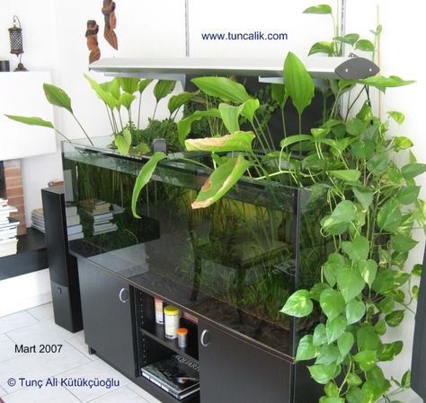 A 160x60x60cm community aquarium with indoor plants. Golden pothos (Epipremnum pinnatum) on the right side, two Echinodorus grandiflorus in the middle, climbing fig at the back on the left side Aquarium Pothos, Pothos Aquarium, Pothos In Fish Tank, Riparium Plants, Plants In Aquarium, Riparium Ideas, Community Aquarium, Indoor Vines, Plants Pictures