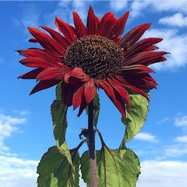 wee inklings: Best Wishes Sunflower Sunflower Patch, Giant Sunflower, Red Sunflowers, Red Petals, Red Sun, Rare Flowers, Beneficial Insects, Chocolate Cherry, Seed Packets