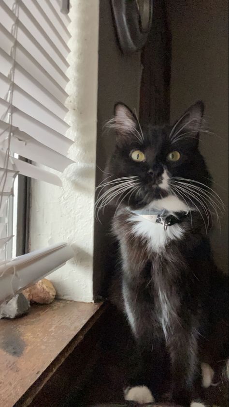 Nova <3 she is a medium/long haired tuxedo cat with tons of fluff and whiskers Long Hair Tuxedo Cat, Tuxedo Kitten, Long Haired Cats, Curious Cat, Tuxedo Cat, Medium Long, Fall 2024, Medium Hair Styles, Kittens