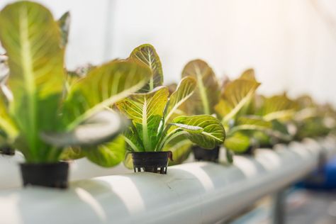 Federal Judge Sides With Hydroponic Farmers in ‘Organic’ Fight - Modern Farmer Hydroponic Lettuce, Types Of Lettuce, Draw Portrait, Hydroponic Systems, Hydroponic Farming, Vertical Farming, Hydroponics System, Hydroponic Gardening, Growing Seeds